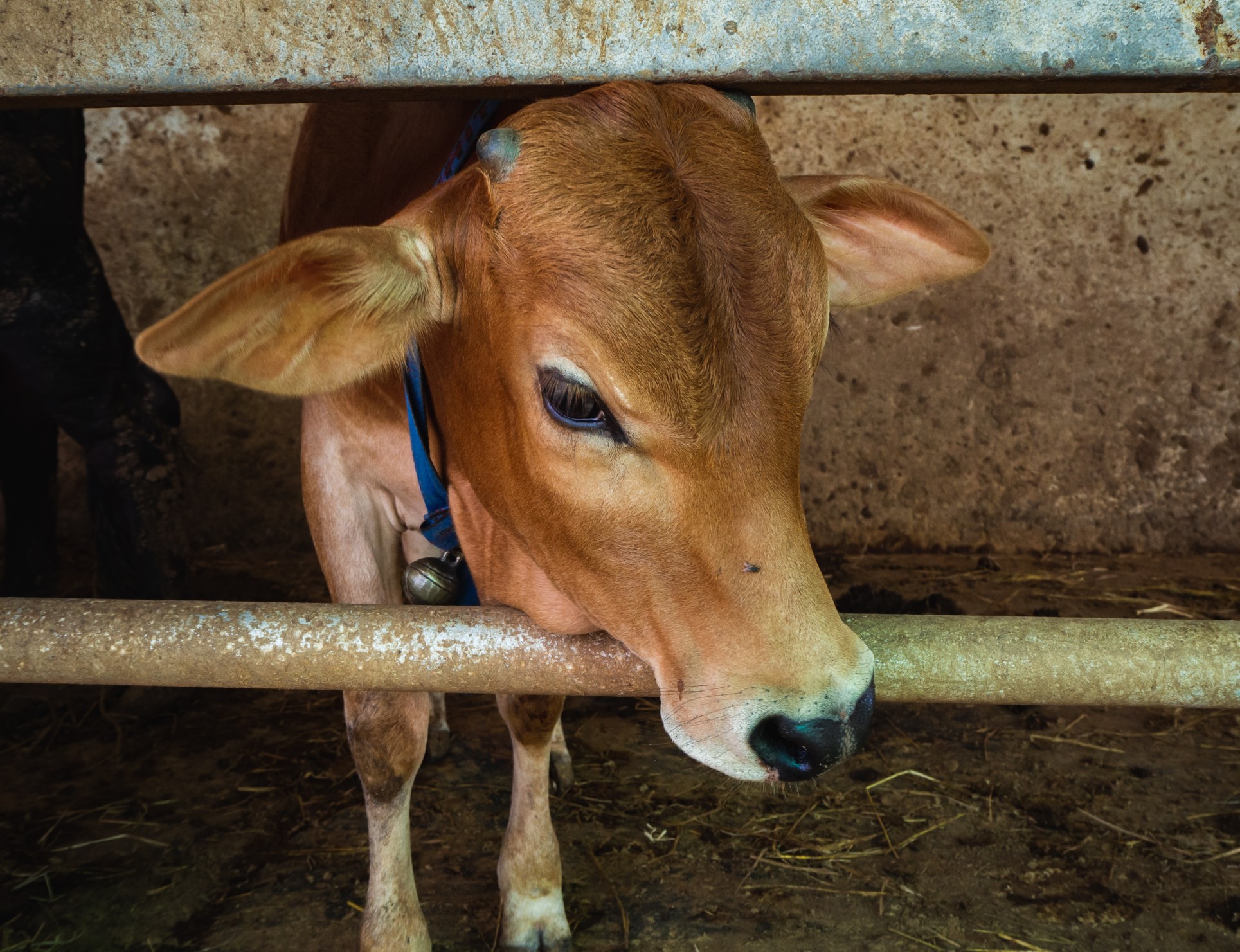 asia-cow-close-up-portrait-of-cow-at-village-cows-standing-on-the-ground-traditional-cow-in-asia-cow_t20_3Q8REw.jpg