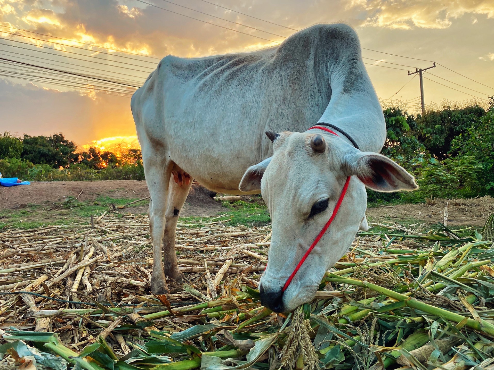 the-little-calf-is-eating-the-grass-deliciously_t20_e9NWaa.jpg