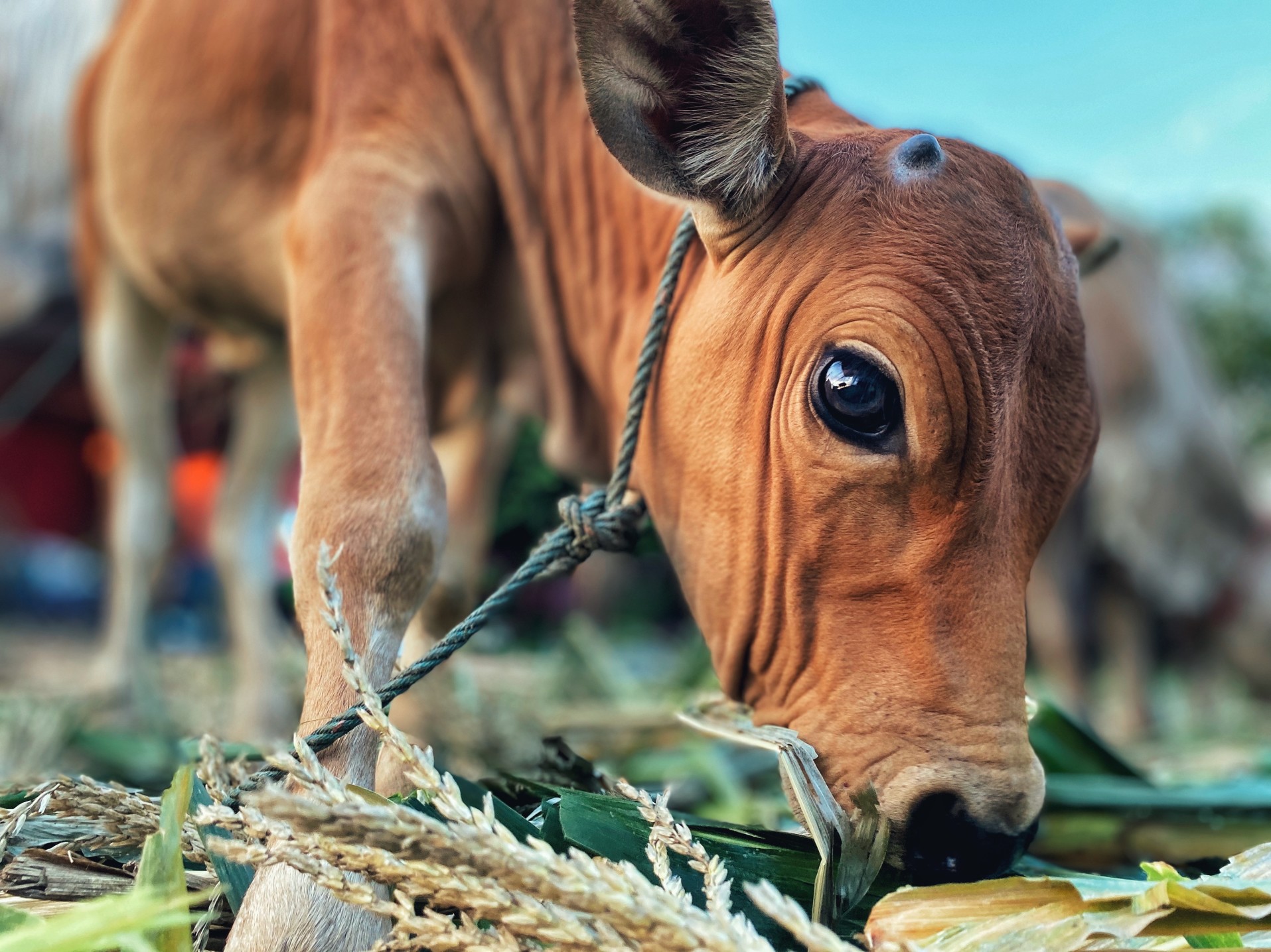 the-little-calf-is-eating-the-grass-deliciously_t20_ynWGzx.jpg