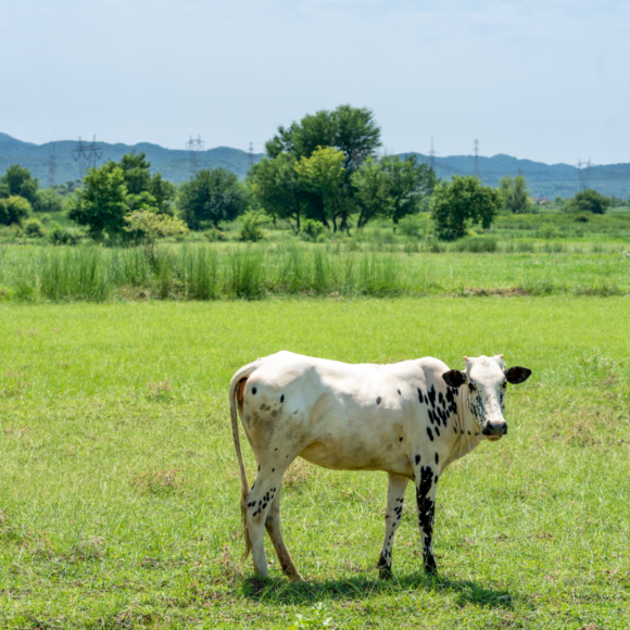 Worshiping Cow